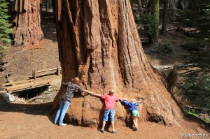 Abrazando a las secuoyas