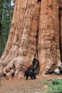 Oso en el General Sherman