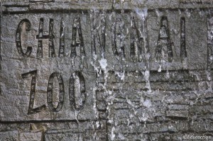 Cartel Zoo Chiang Mai