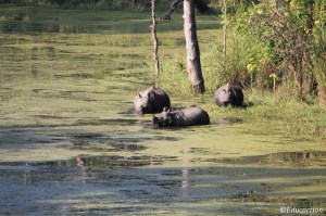 Rinocerontes de un cuerno en Chitwan