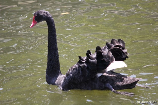 Cisne negro